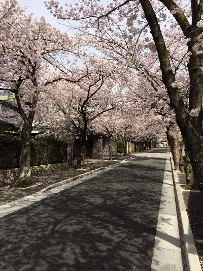 2016 桜-1